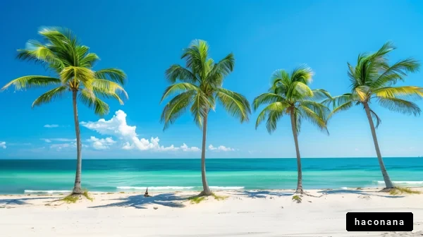 美しいビーチとヤシの木