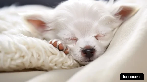 白い犬が眠る様子