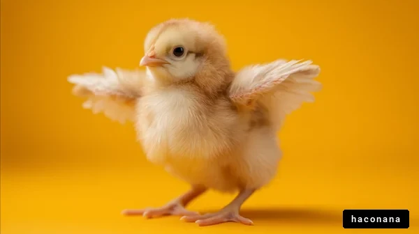 かわいいひよこが羽を広げる