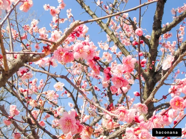 春の桜の花びら