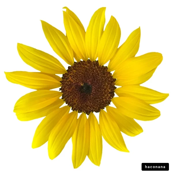 明るい向日葵の花