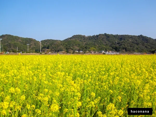 菜の花畑と青空の風景