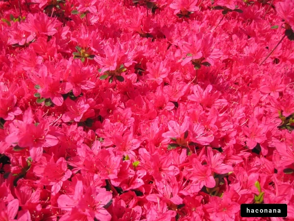 鮮やかなピンクの花々