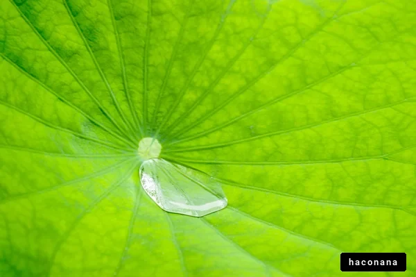 緑の葉に水滴の美