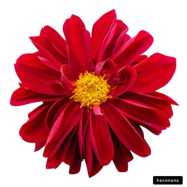 鮮やかな赤い花