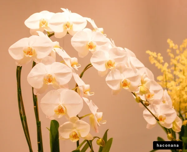 美しい白い洋ランの花