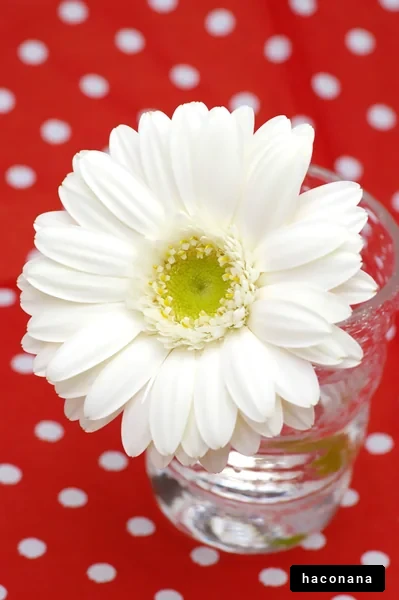 赤い背景の花と水