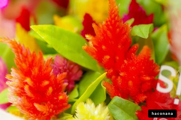 色とりどりの花々