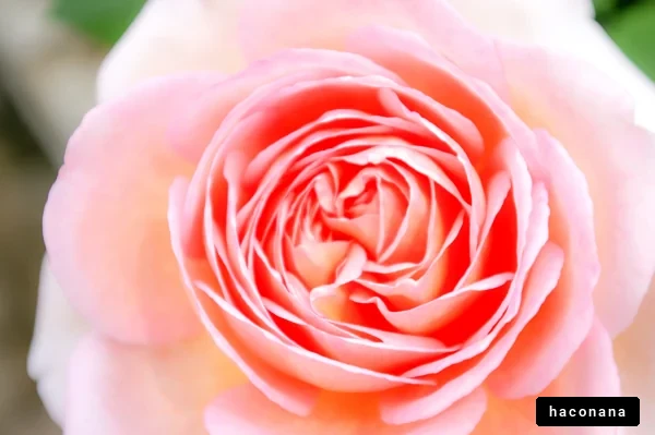 美しいバラの花