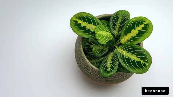 観葉植物とその鉢