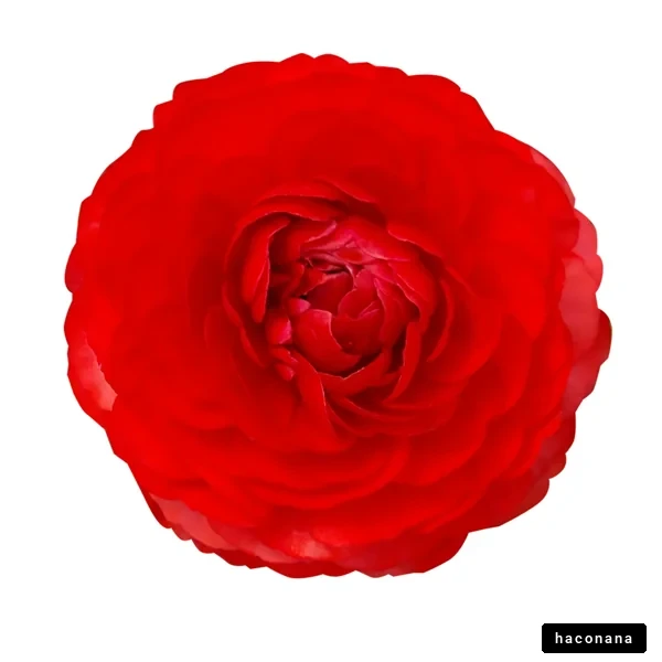 赤い花の美しさ