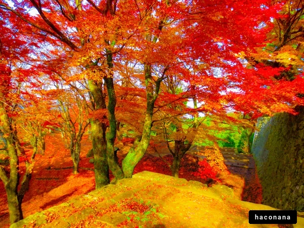 紅葉の美しい風景