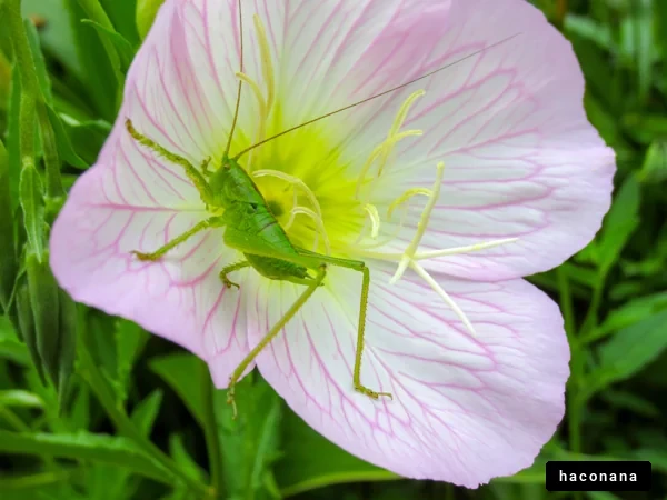 花と昆虫の共生