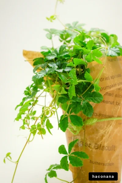 観葉植物の生長風景