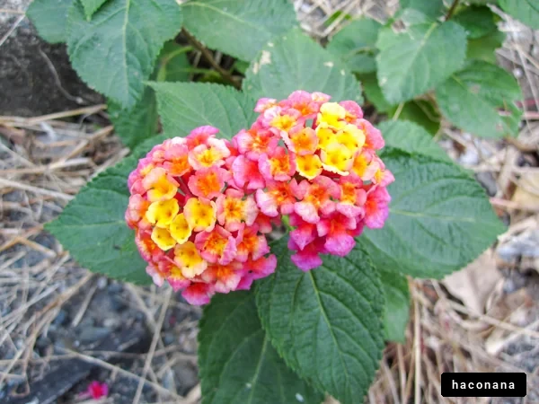 色とりどりの花の集合