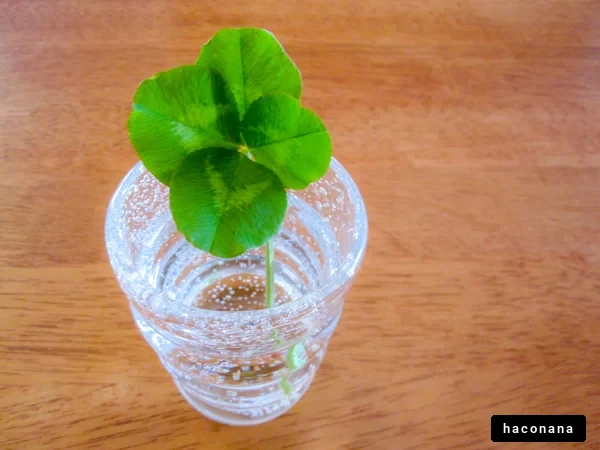 水に浸した四葉のクローバー