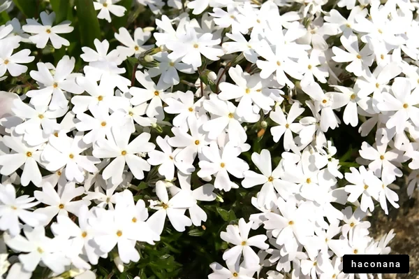 白い花の群生