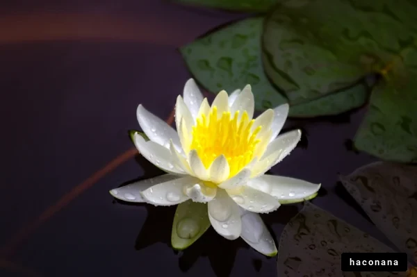 水面に浮かぶ美しい花