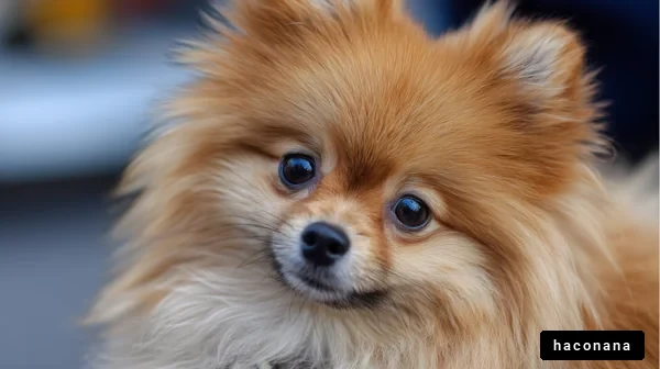 愛らしいポメラニアンの写真