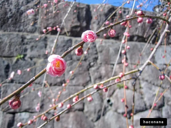 春の梅の花が咲く
