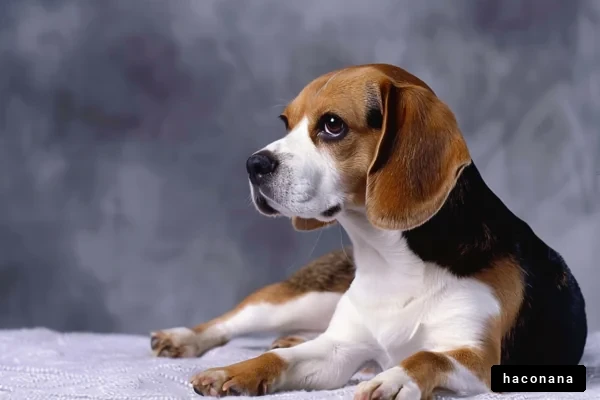 可愛いビーグル犬の横顔