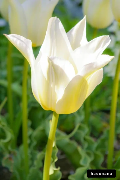 美しい白いチューリップ