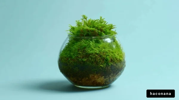 美しい苔のテラリウム