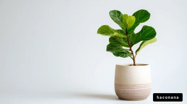 シンプルな観葉植物