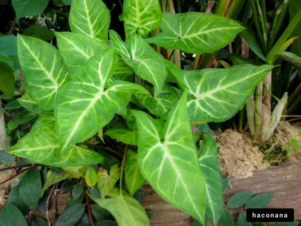 緑豊かな葉の植物