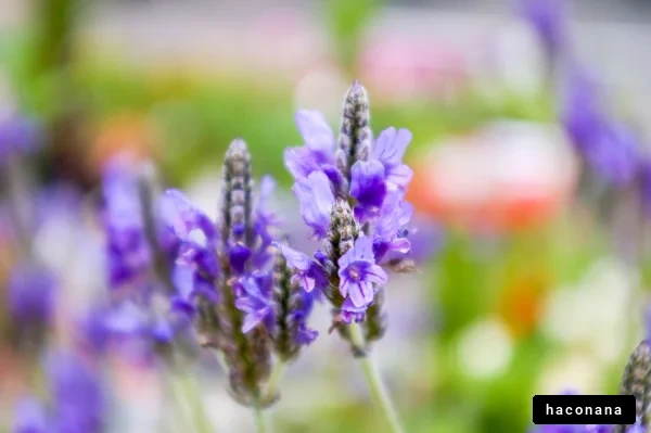 紫色の美しい花