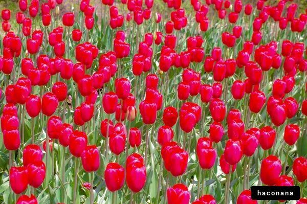 色鮮やかな赤いチューリップ