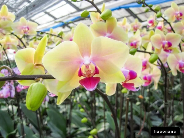 美しいランの花々