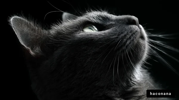 魅惑的な猫の肖像