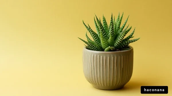 観葉植物のディスプレイ