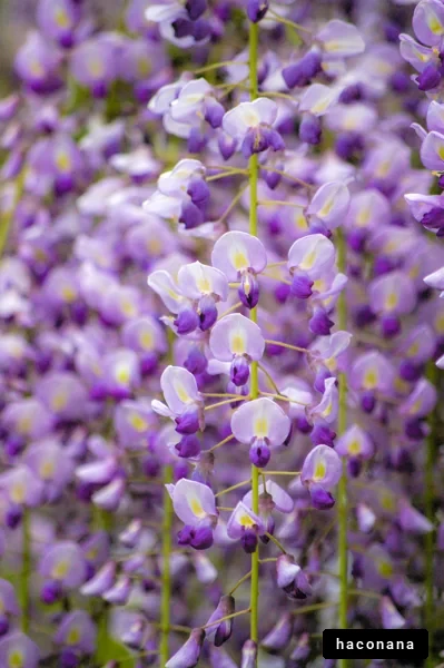 美しい紫の花の群生