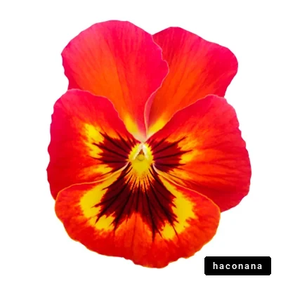 鮮やかなパンジーの花