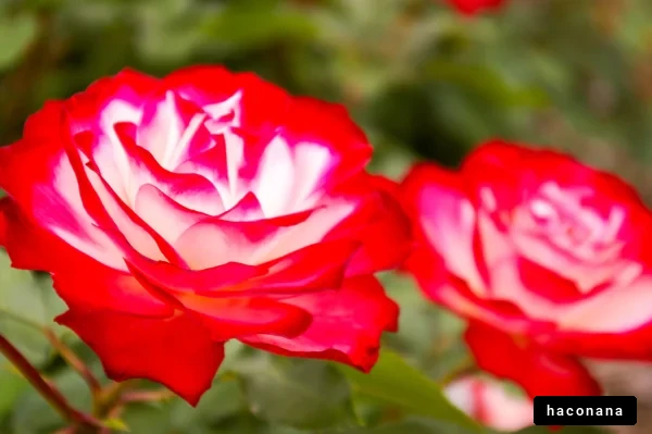 美しいバラの花