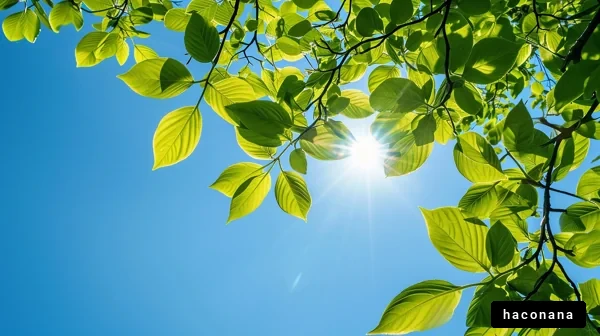 青空と葉の光景