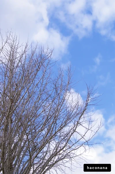 青空と木の枝