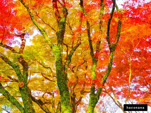 紅葉の美しい風景