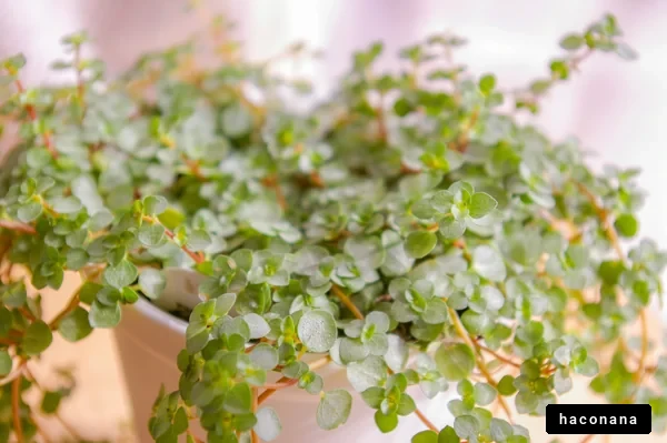 観葉植物の柔らかな緑