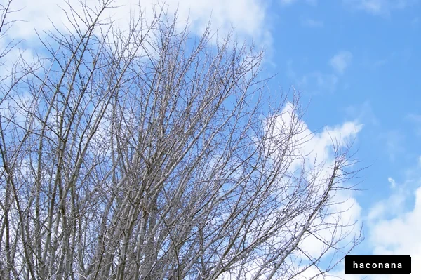 青空の下の木の枝