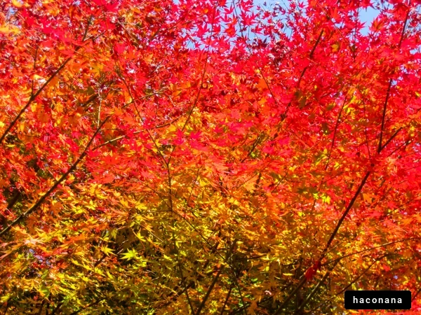 赤や黄の美しい秋の風景