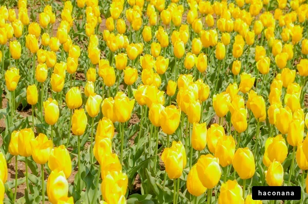鮮やかな黄色のチューリップ畑