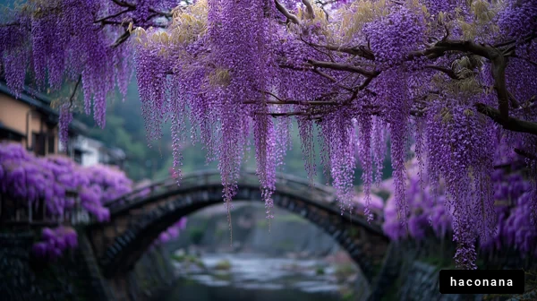 紫色の藤が美しい風景