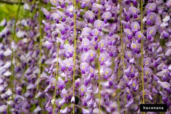 紫色の美しい花々