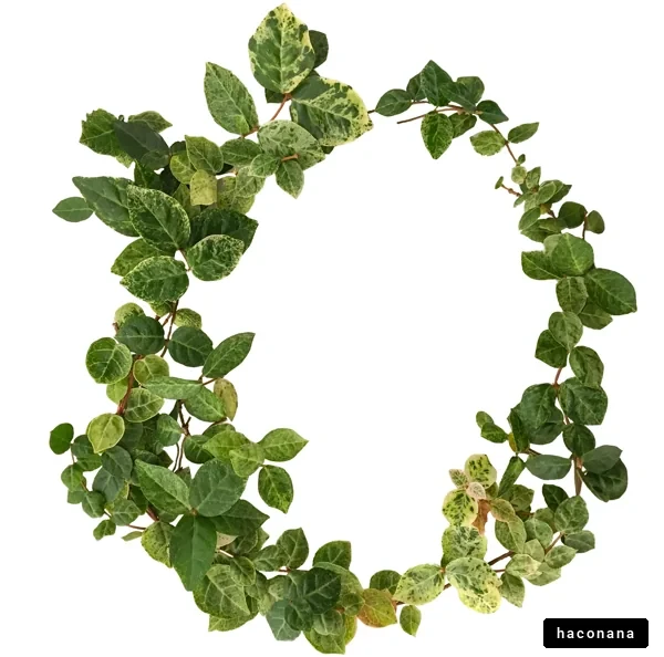 緑の葉で彩られた円形