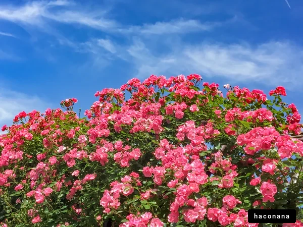 青空とピンクの花々