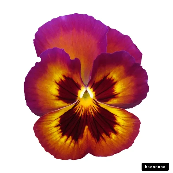 華やかなパンジーの花