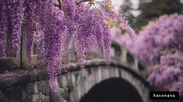 藤の花と橋の風景